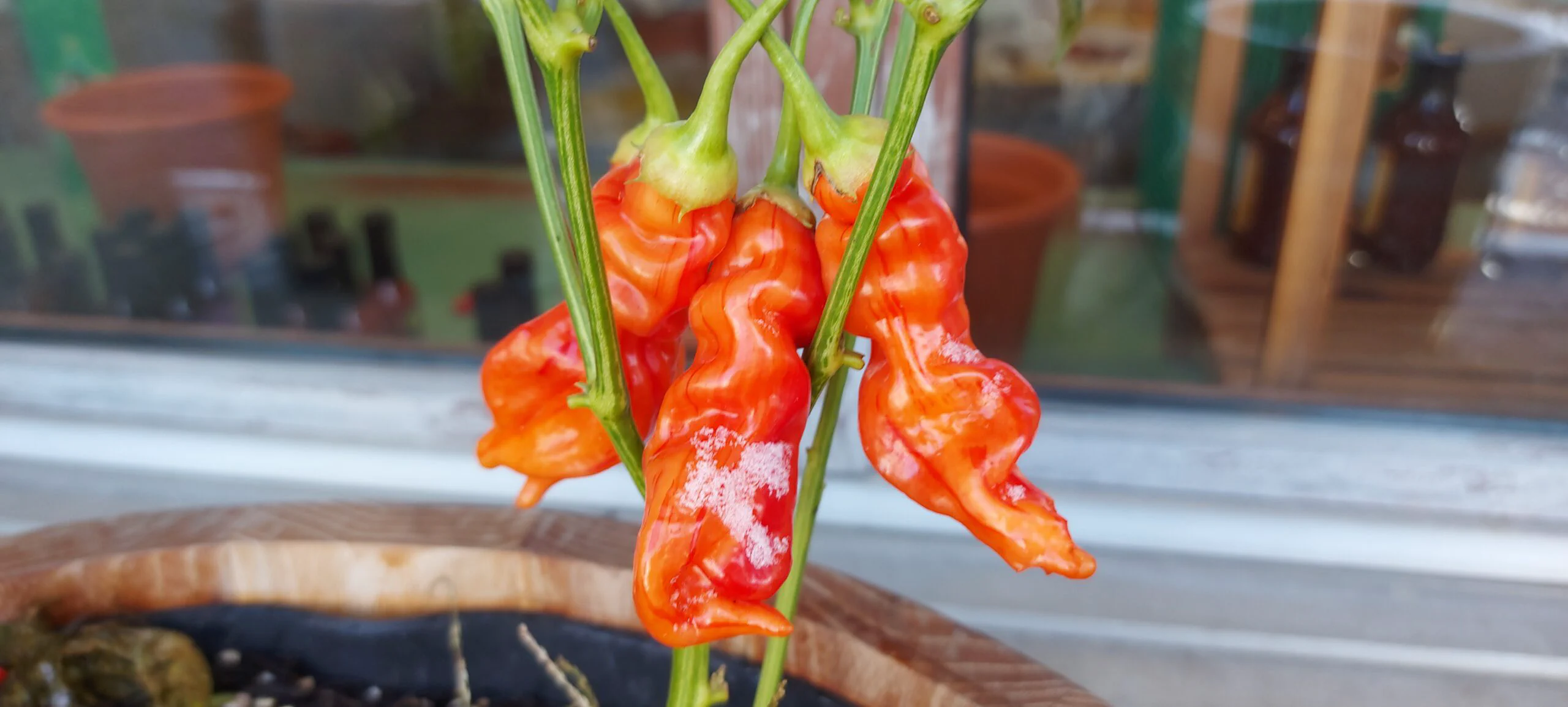 Abbildung 4: Sugar Rush Stripey, Quelle: chilibaron.ch